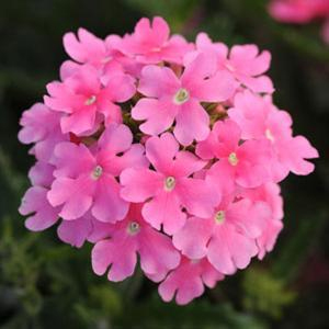 вербена  гибридная Verbena hibrida